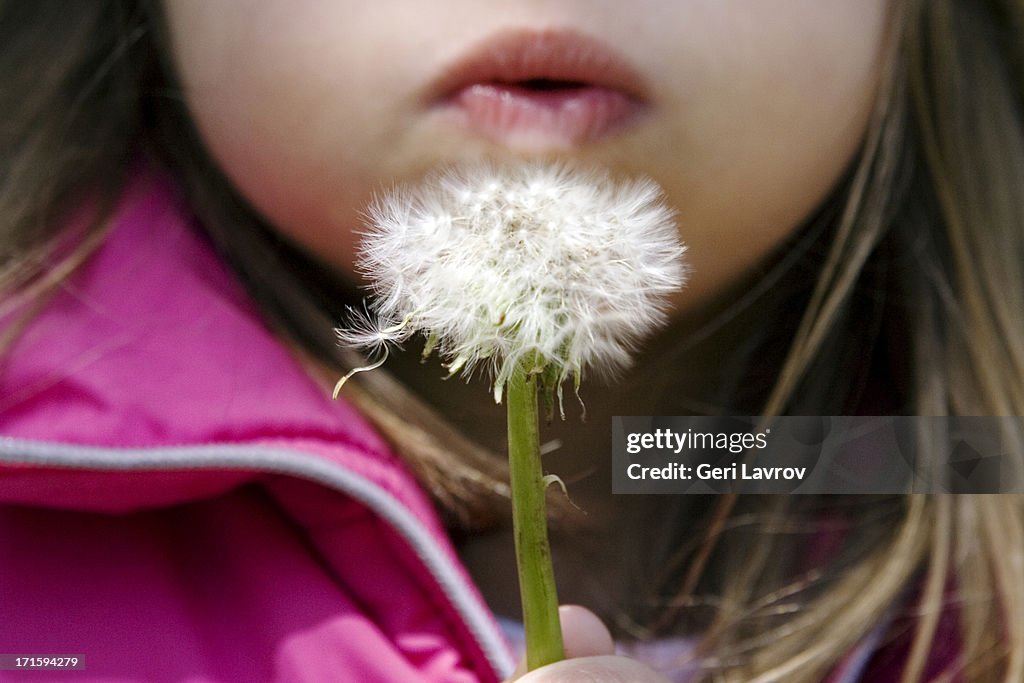 Young girl blowing on a dandelion flower