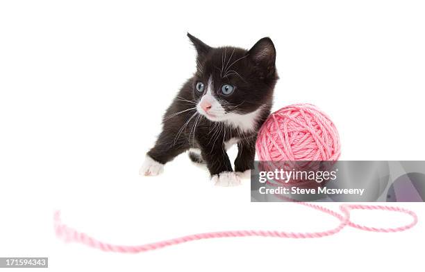 Kitten String Photos and Premium High Res Pictures - Getty Images