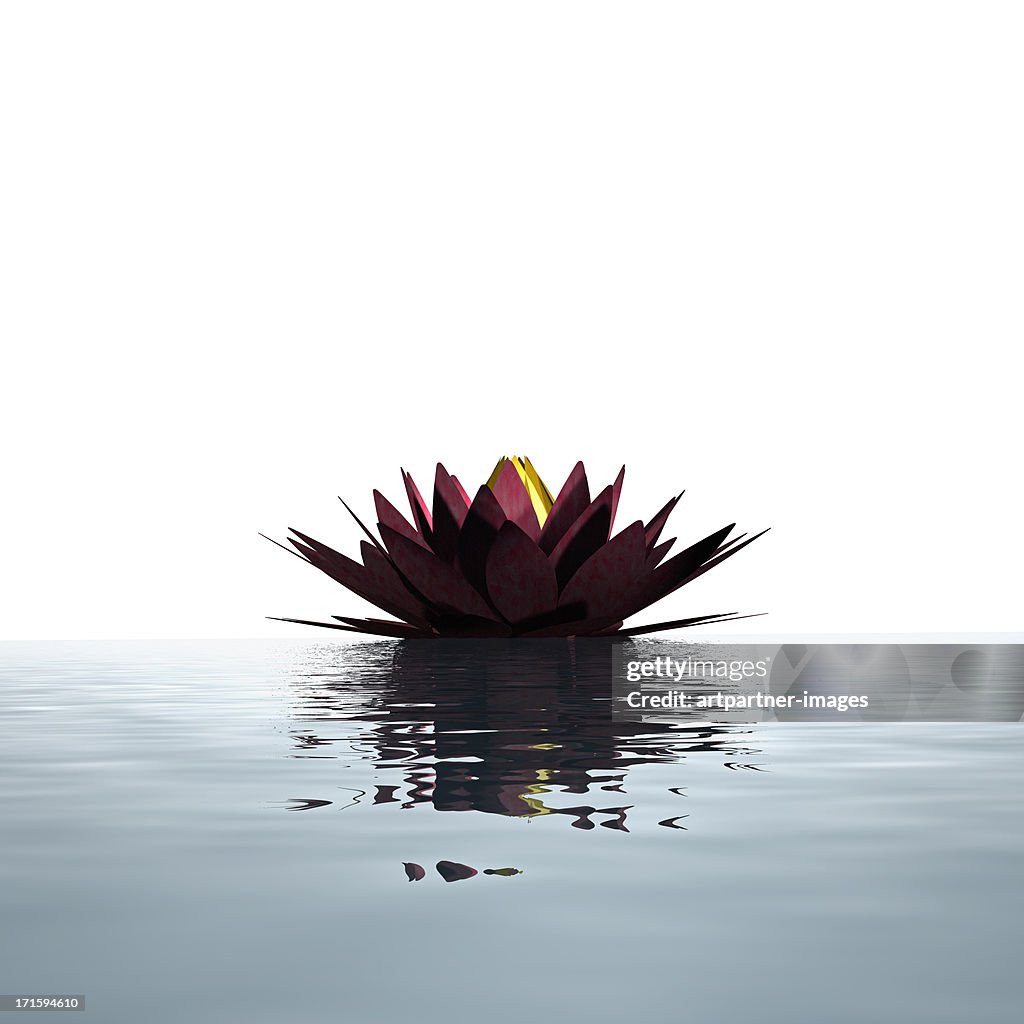 Lotus flower floating on the water surface