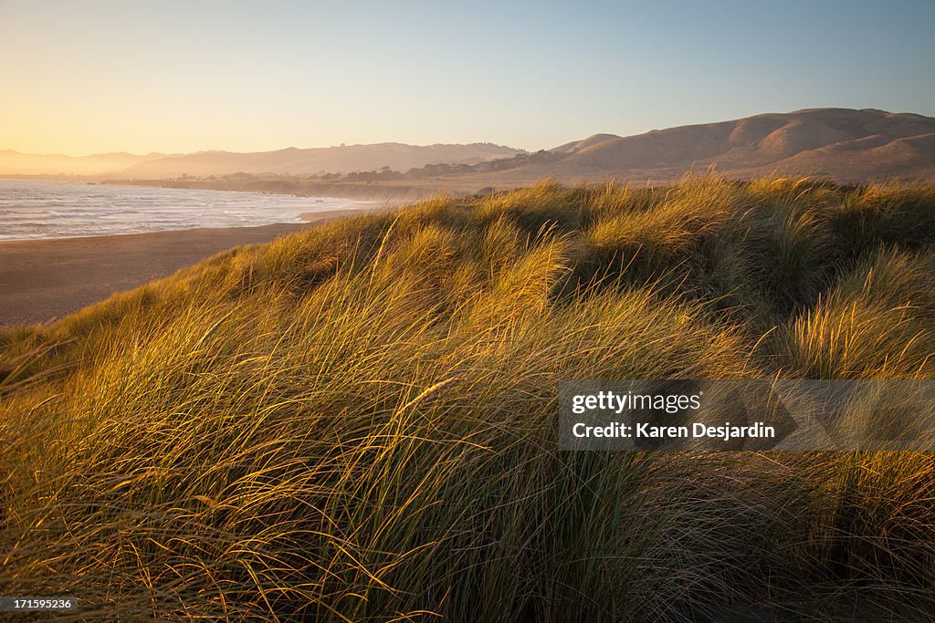 Grass covering dunes by the beach, California