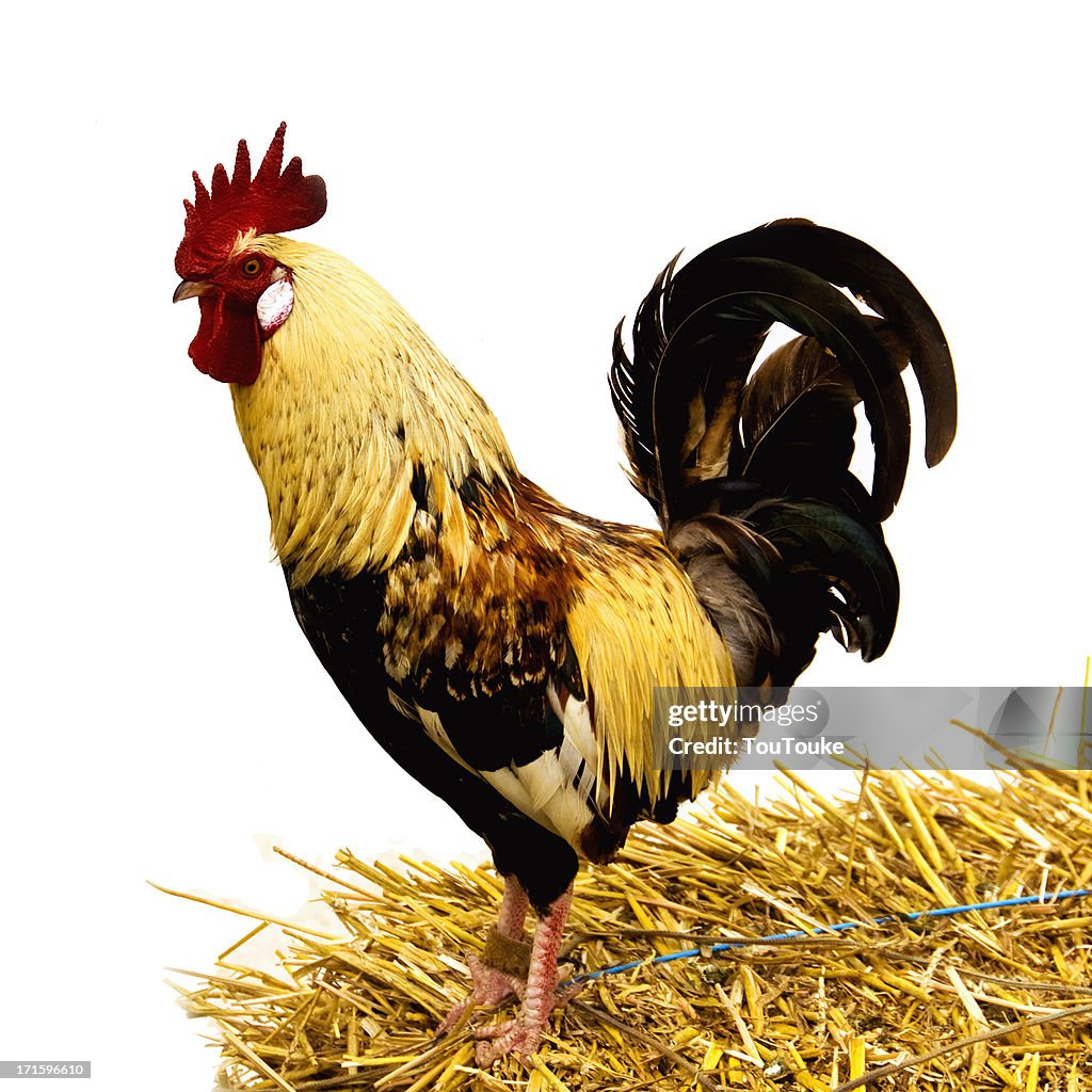 Cock isolated on white