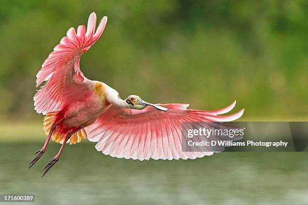 another spoonbill in flight - spatola foto e immagini stock