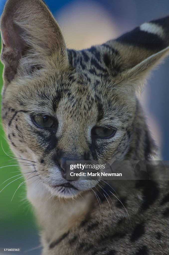 Serval