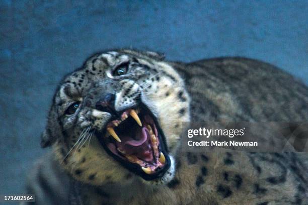 snow leopard (uncia uncia) growling - snow leopard roar stock pictures, royalty-free photos & images