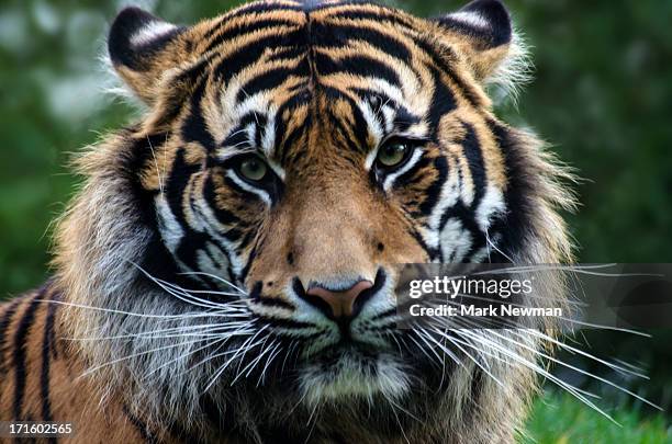 malayan tiger - malayan tiger stock pictures, royalty-free photos & images