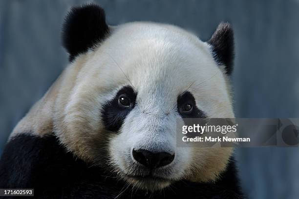 giant panda - panda mamífero de quatro patas - fotografias e filmes do acervo