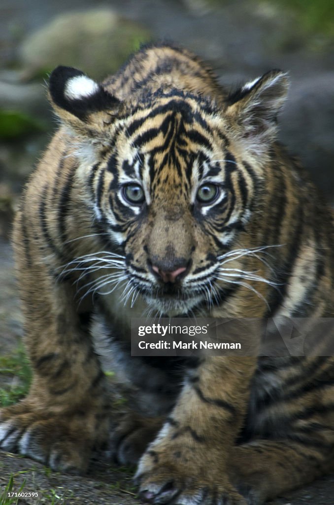 Malayan Tiger Cub