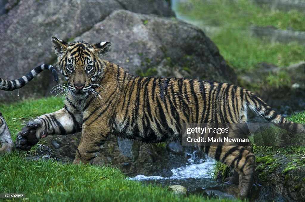 Malayan Tiger Cub