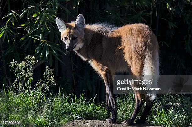 maned wolf - animal leg stock pictures, royalty-free photos & images