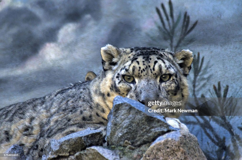 Snow Leopard (Uncia uncia)