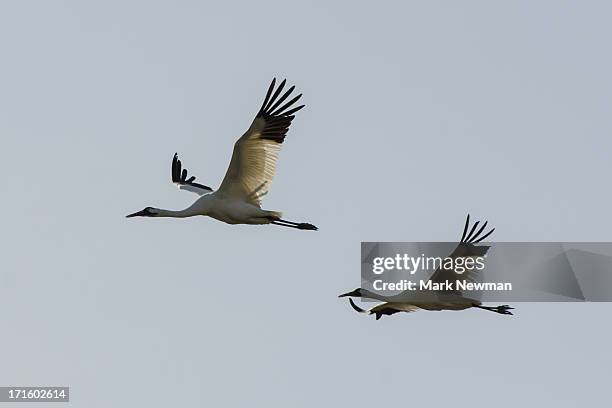 two whooping cranes flying - whooping crane stock pictures, royalty-free photos & images