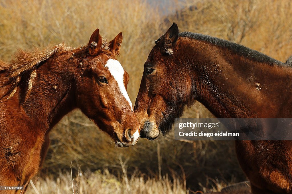 Wild horses