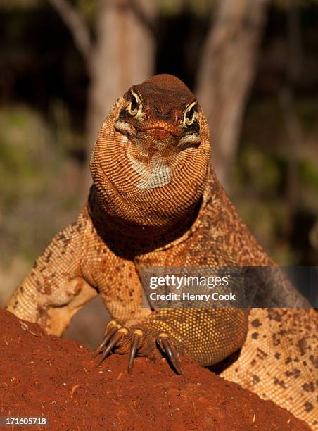 spotted goanna, hamersley station - karijini national park stockfoto's en -beelden