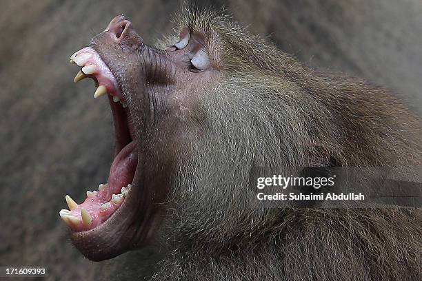 Hamadryas Baboon yawns at the Singapore Zoo on June 27, 2013 in Singapore. Home to more than 2,800 animals from over 300 species, 26% of which are...