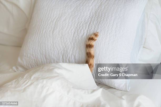 cat hiding under bed covers - cat hiding under bed - fotografias e filmes do acervo