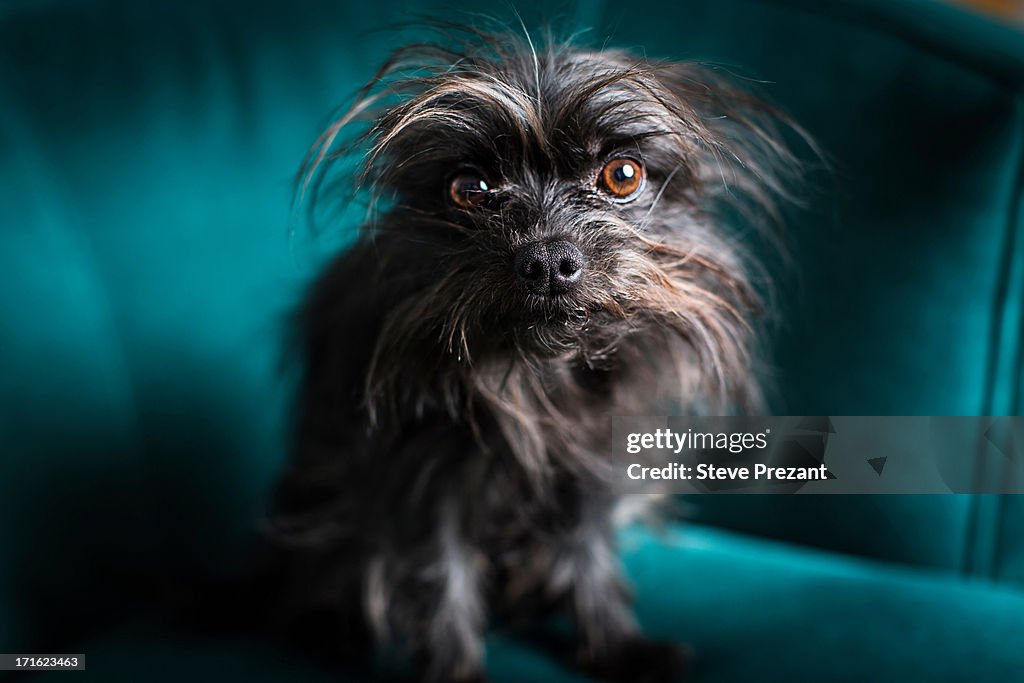 Portrait of small dog sitting on turquoise chair