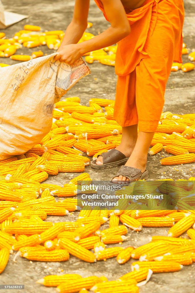 Corn drying, Ban Lad Han, Laos