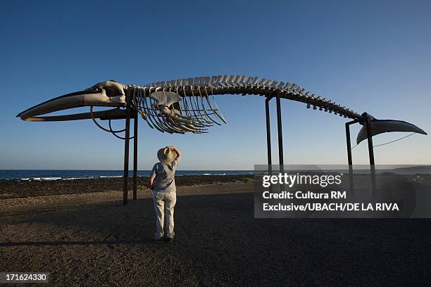 whale skeleton, caleta de fuste, fuerteventura, canary islands, spain - caleta de fuste stock pictures, royalty-free photos & images