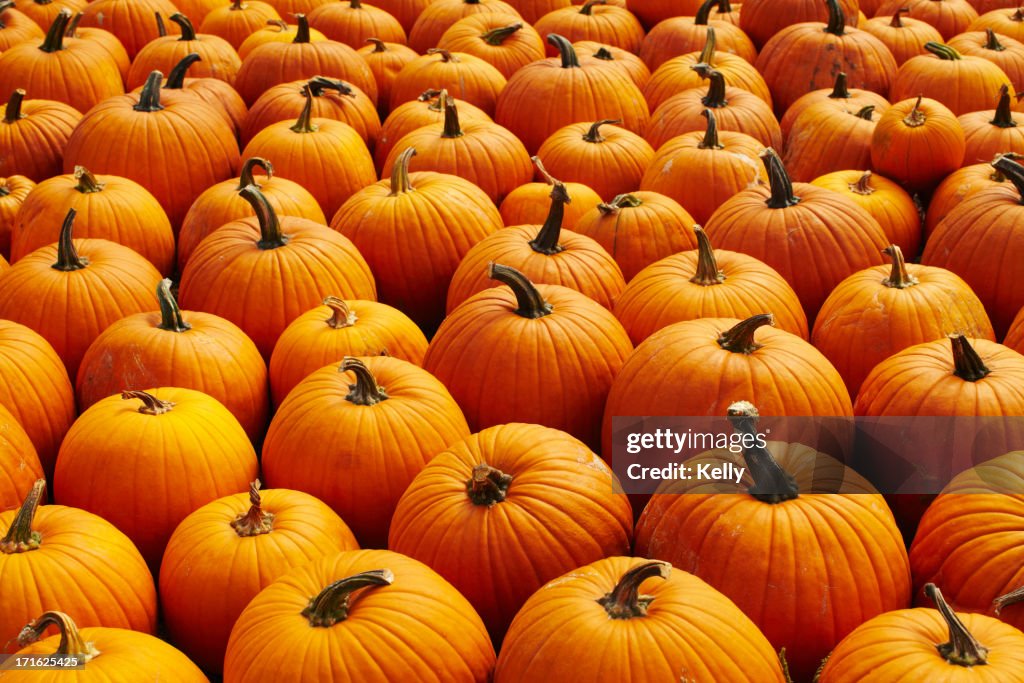 USA, New York, Pumpkins, full frame