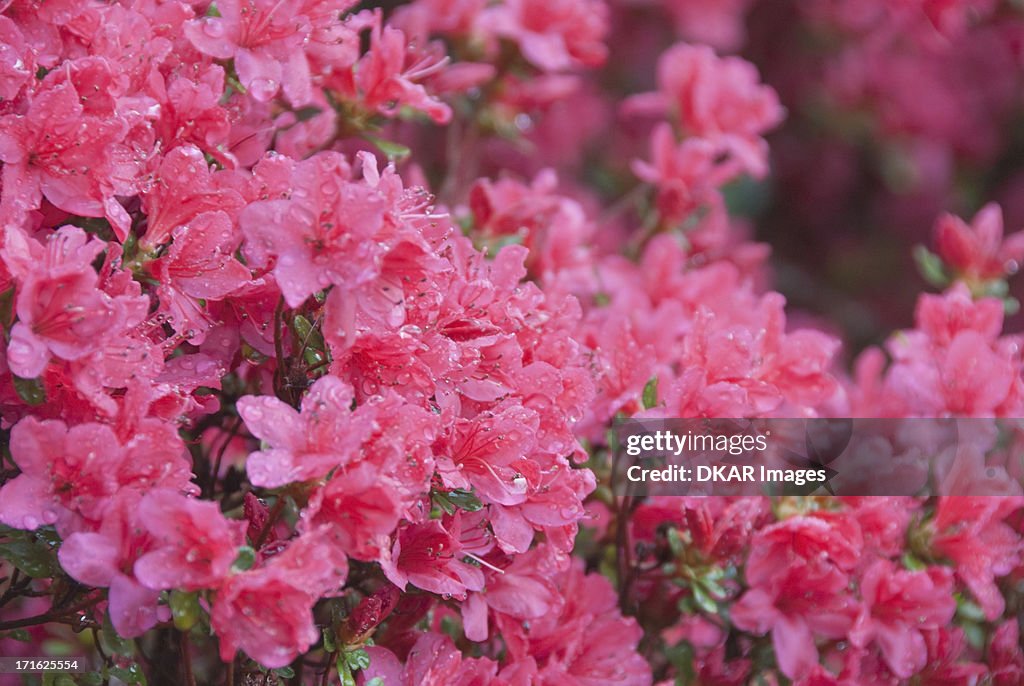 USA, North Carolina, Asheville, Azalea blossom