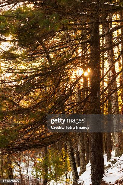 usa, massachusetts, concord, walden pond, trees at sunset - walden pond stock pictures, royalty-free photos & images