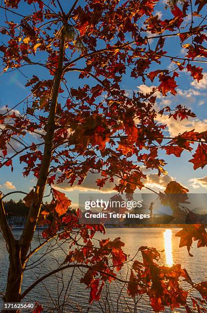 usa, massachusetts, concord, walden pond, autumn leaves - walden pond stock pictures, royalty-free photos & images