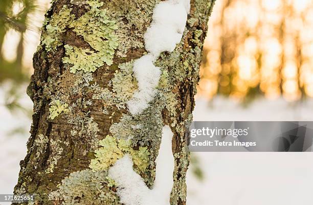 usa, massachusetts, concord, walden pond, tree in winter - walden pond stock pictures, royalty-free photos & images