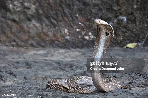 indian cobra - cobra stock pictures, royalty-free photos & images