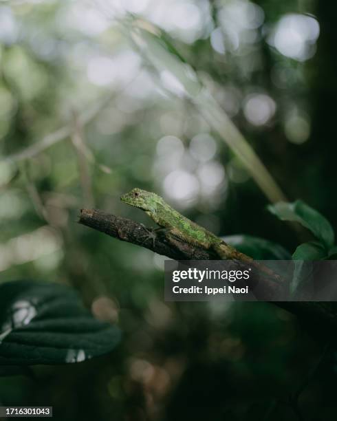 okinawa tree lizard in jungle - reptile camouflage stock pictures, royalty-free photos & images