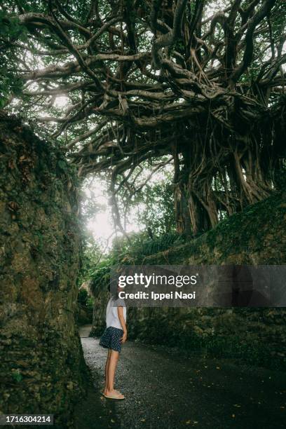 young girl looking up at banyan tree, tokunoshima, kagoshima, japan - strangler fig tree stock pictures, royalty-free photos & images