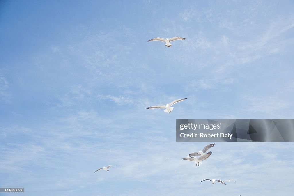 Gulls against blue sky