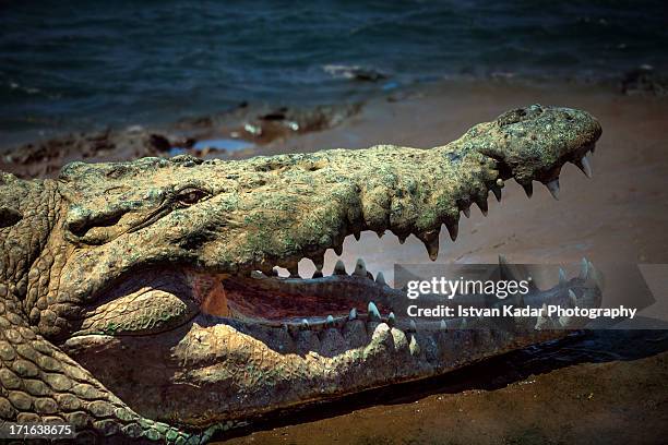 the open mouth of an american crocodile - face and profile and mouth open stock-fotos und bilder