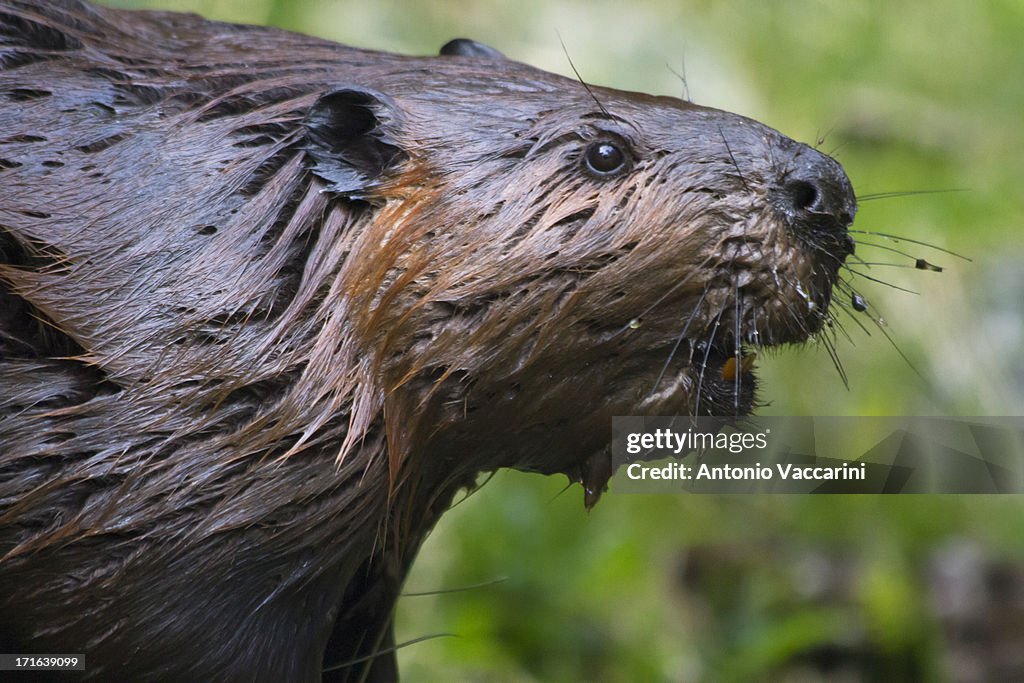 Beaver