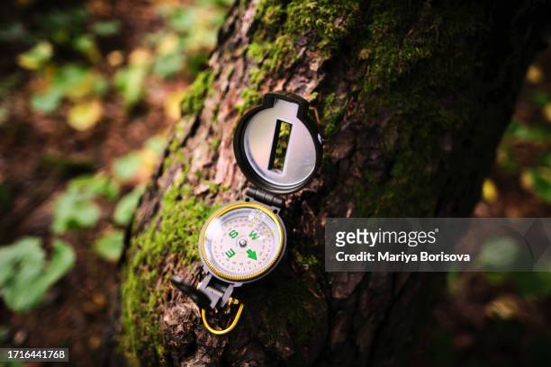 compass on a tree in the forest. - amber alert stock pictures, royalty-free photos & images