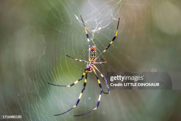 trichonephila clavata (joro spider) on the spider web - joro spider stock pictures, royalty-free photos & images