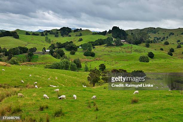 countryside with sheeps - northland new zealand stock pictures, royalty-free photos & images