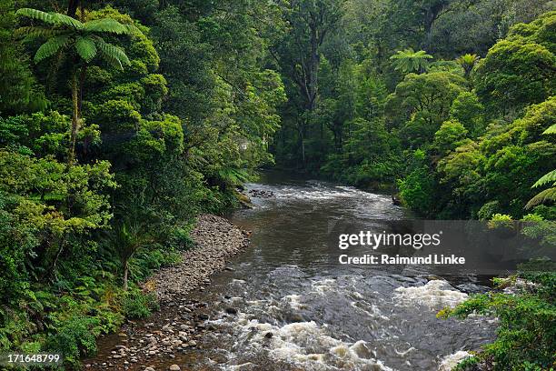 forest stream - waipoua forest stock pictures, royalty-free photos & images