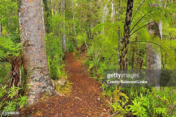 forest trail - waipoua forest stock pictures, royalty-free photos & images