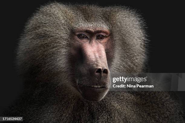 hamadryas baboon - papio hamadryas - baboons stock pictures, royalty-free photos & images