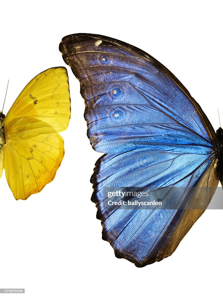 Two types of butterfliesside by side