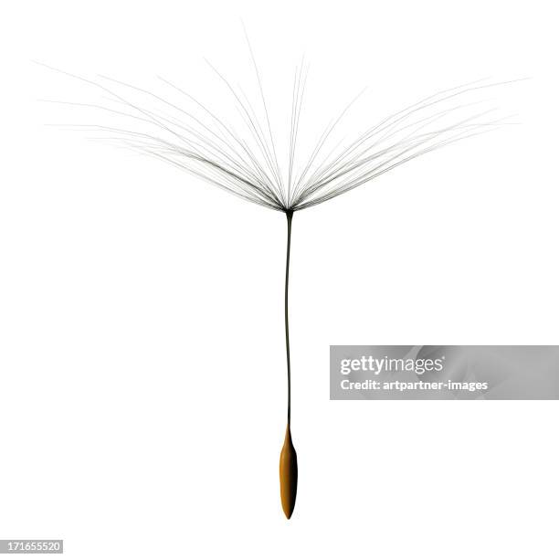 one single dandelion seed cutout on white - pflanzensamen stock-fotos und bilder