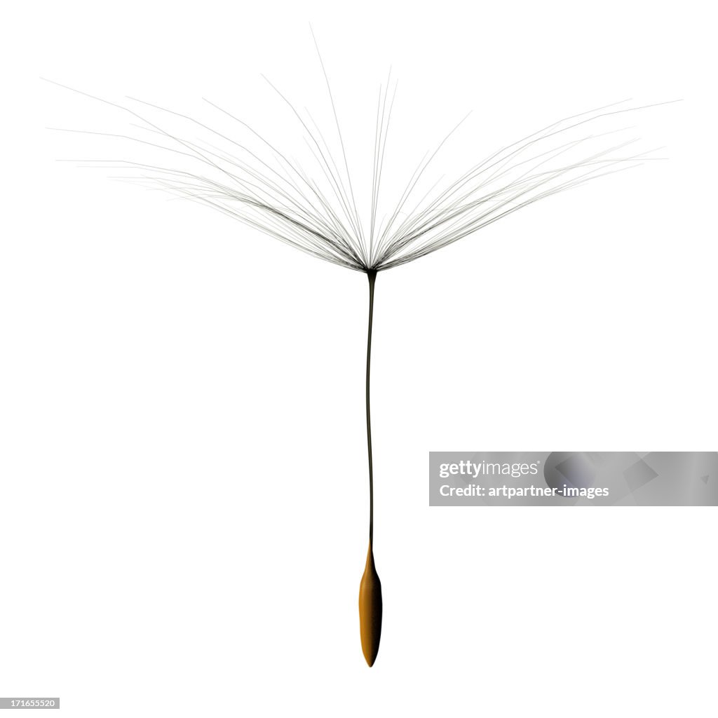 One single dandelion seed cutout on white