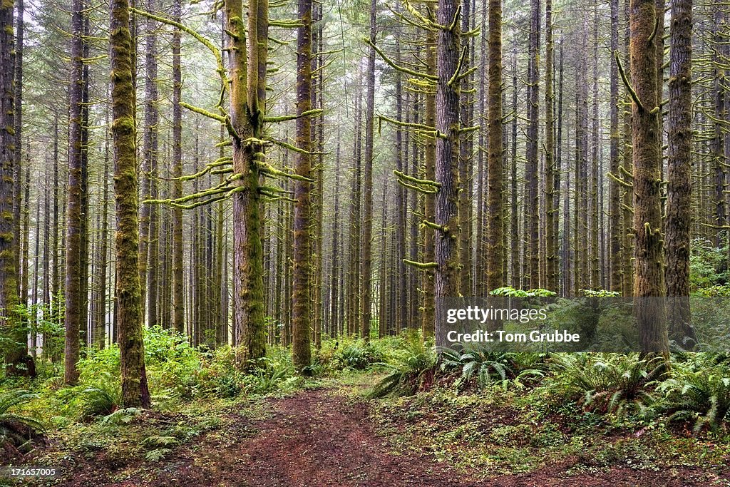 Mystic forest