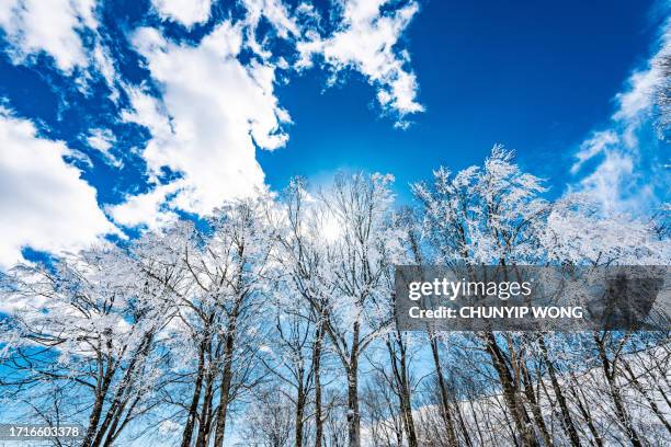 bosque nevado en invierno increíble en día soleado - hakuba fotografías e imágenes de stock