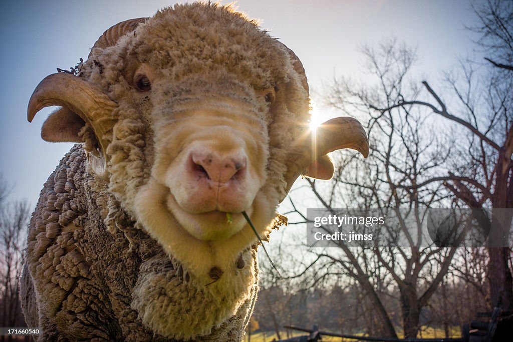 Ram looking at photographer