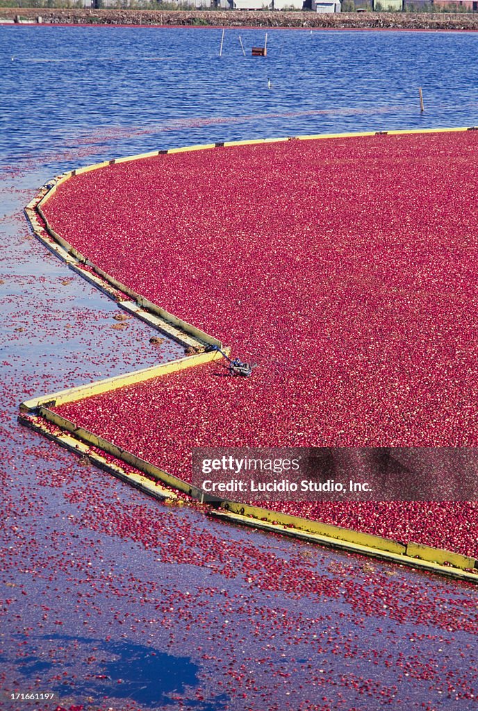 Ripe cranberries floating and boomed ready for tra