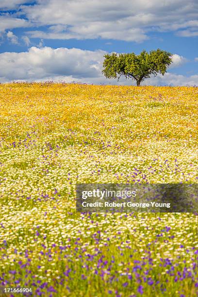 a cork tree surrounded by wildflowers - cork tree fotografías e imágenes de stock