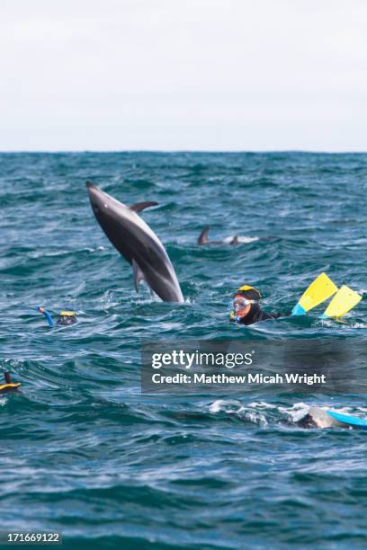 an afternoon swimming with dusky dolphins - kaikoura stock pictures, royalty-free photos & images