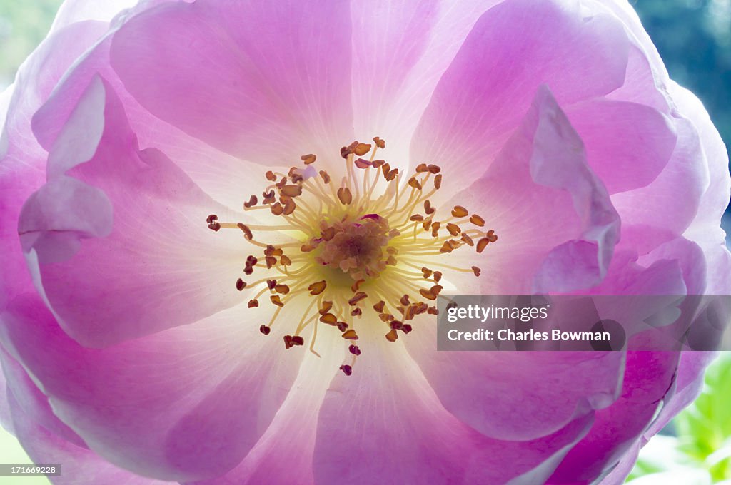 Pink rose like flower closeup showing stamen