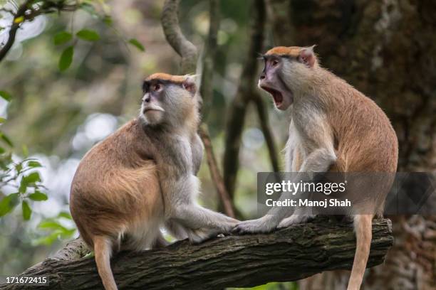 Singe Rouge 302 Singe Rouge Stock Photos, High-Res Pictures, and Images - Getty Images